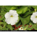 Asian garden indoesnisa   Common petunia seeds flower seeds